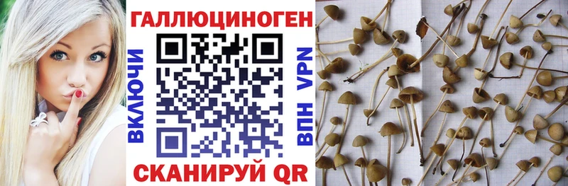 Галлюциногенные грибы Psilocybe  сколько стоит  Лермонтов 